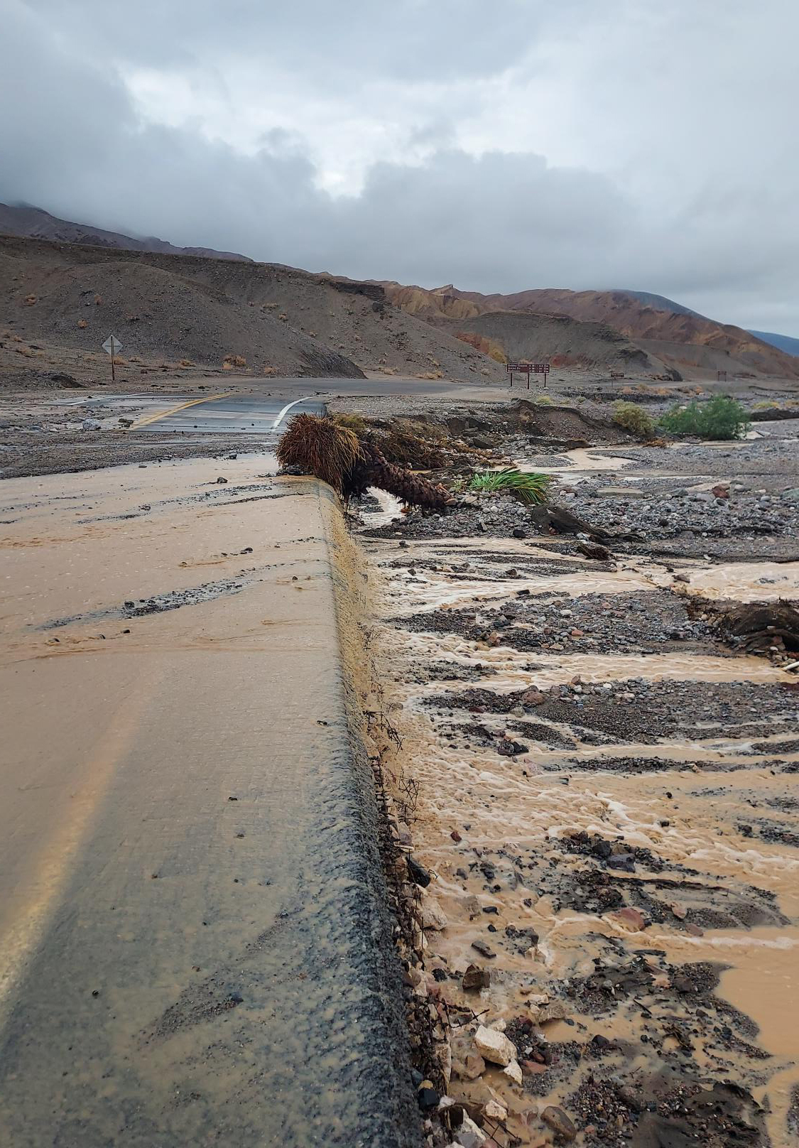 Brown water carries debris including uprooted palm tree over asphalt road that leads to mountain landscape in the background.