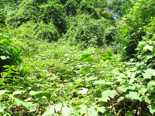 GRSM Accuracy Assessment. Plot Code: GRSM_AA_0939_5