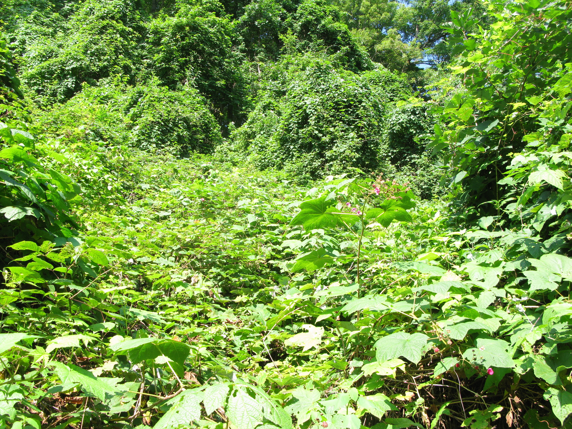 GRSM Accuracy Assessment. Plot Code: GRSM_AA_0939_5