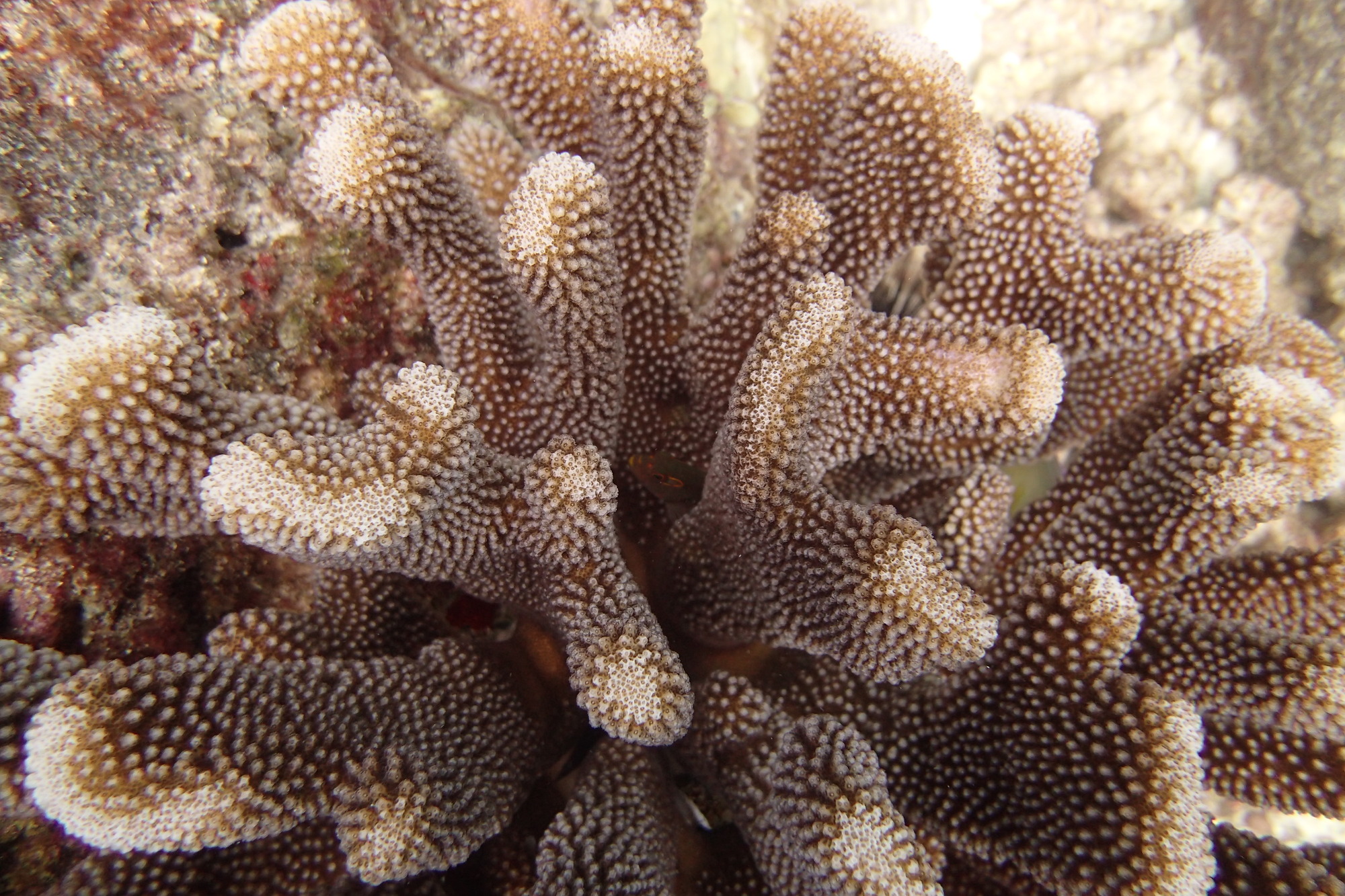 Coral polyps can be seen on the branches of this antler coral in Kaloko-Honokohau National Historical Park