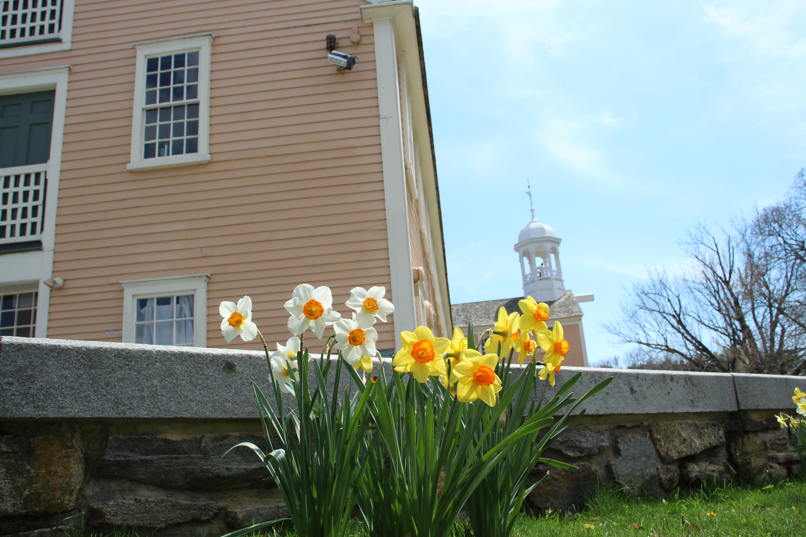 White and yellow flowers in front of stone wall with peach-colored 2 story building in background. White cupola visible above flowers