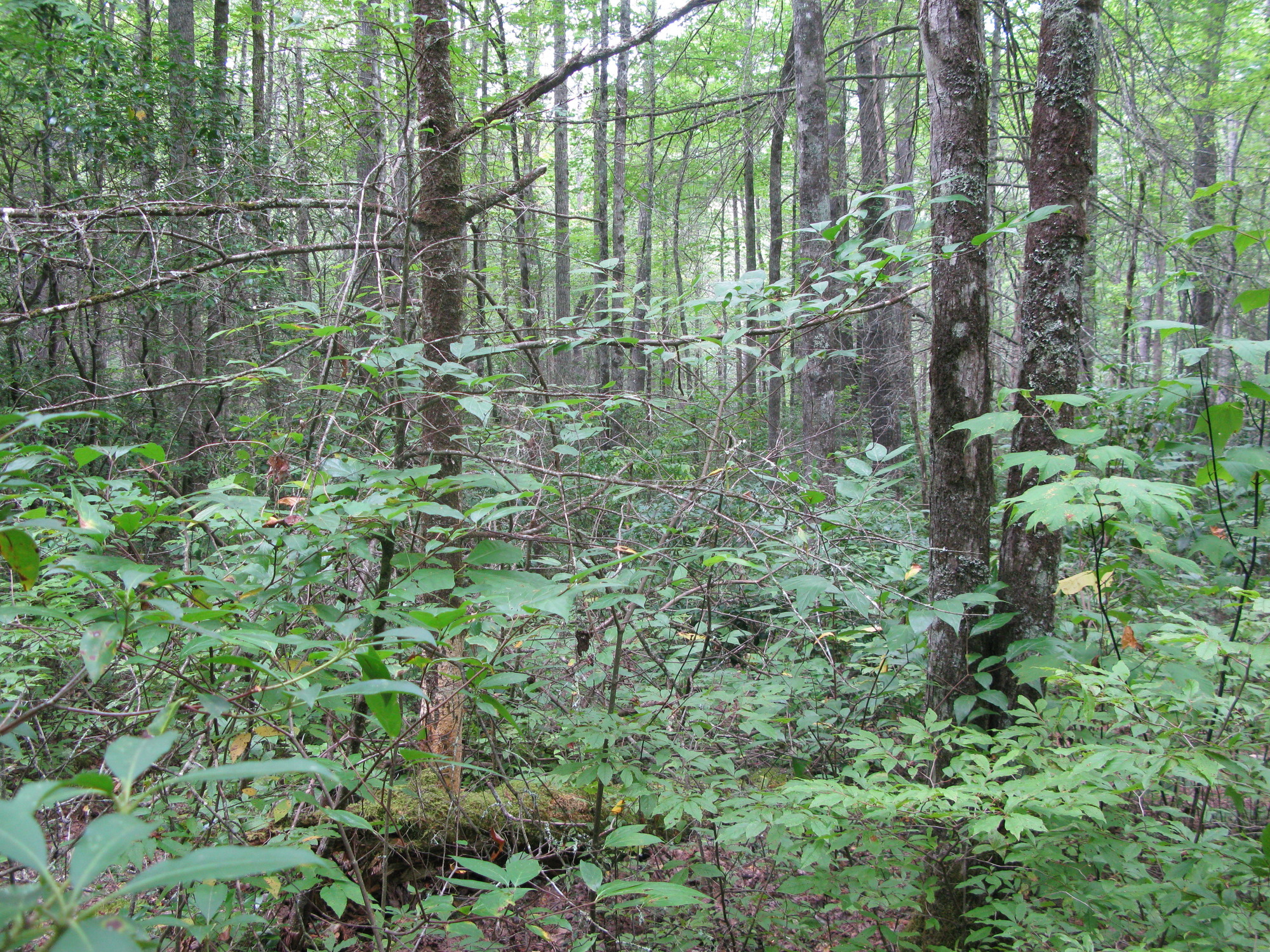 GRSM Accuracy Assessment. Plot Code: GRSM_AA_0078_5