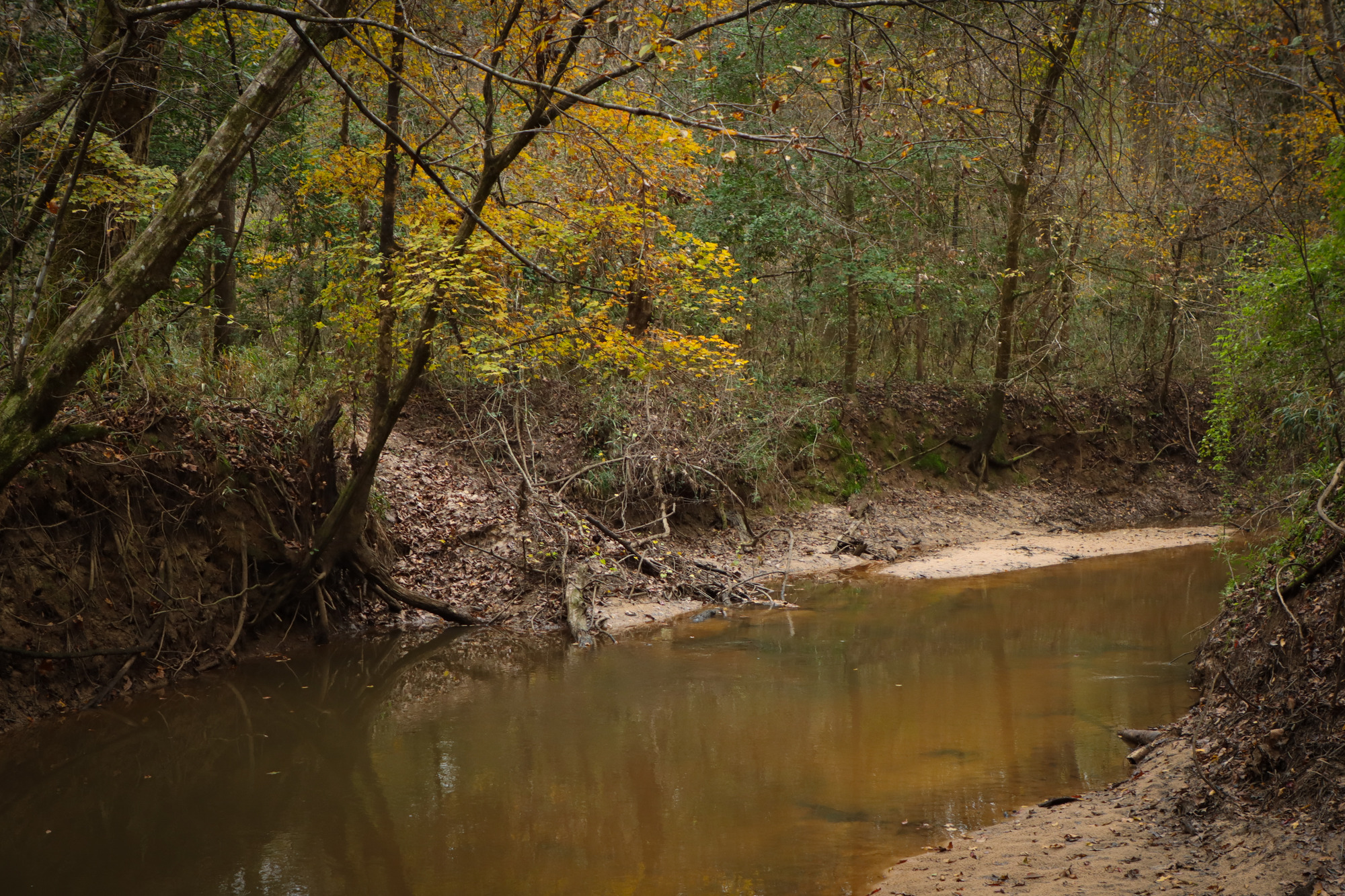 A small creek with murky brown water flowing through a forest, below a tree with yellow-green leaves in fall.