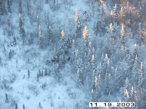 Moose Survey, Yukon-Charley, 2003 2