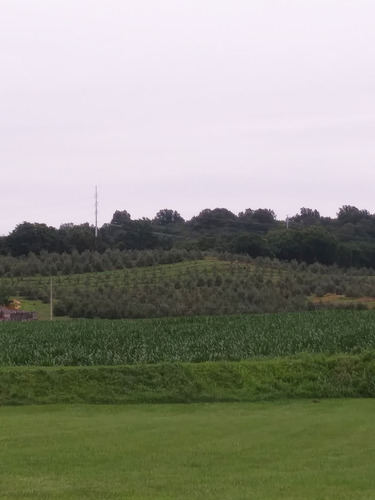 The contours of a hillside planted with trees shows the remains of an earthwork fort.