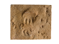 fossil