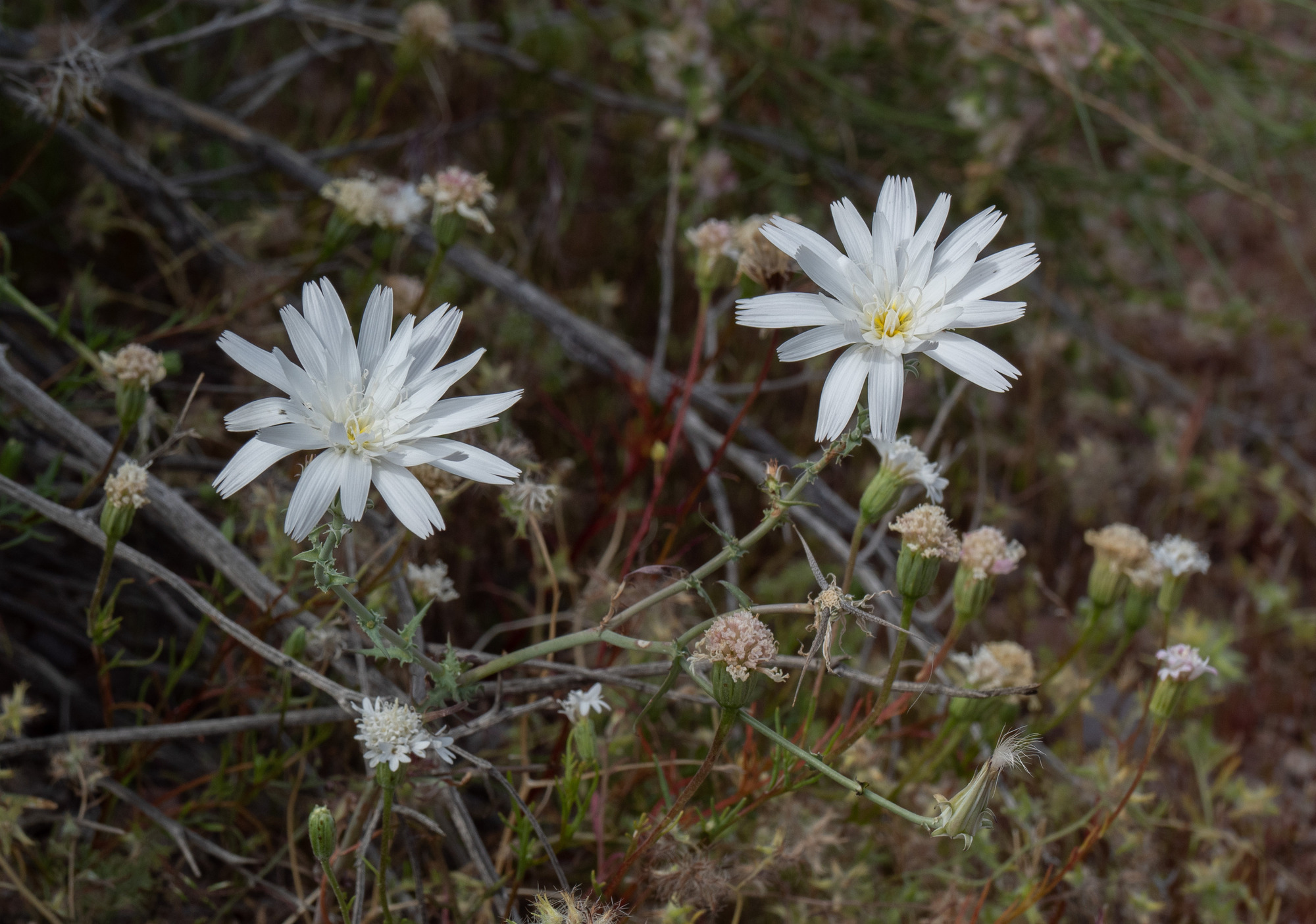 Desert chicory plant, a medium-sized plant with few leaves, mostly around the base of the plant, and large white flowers. 