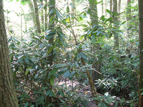 GRSM Accuracy Assessment. Plot Code: GRSM_AA_0512_4