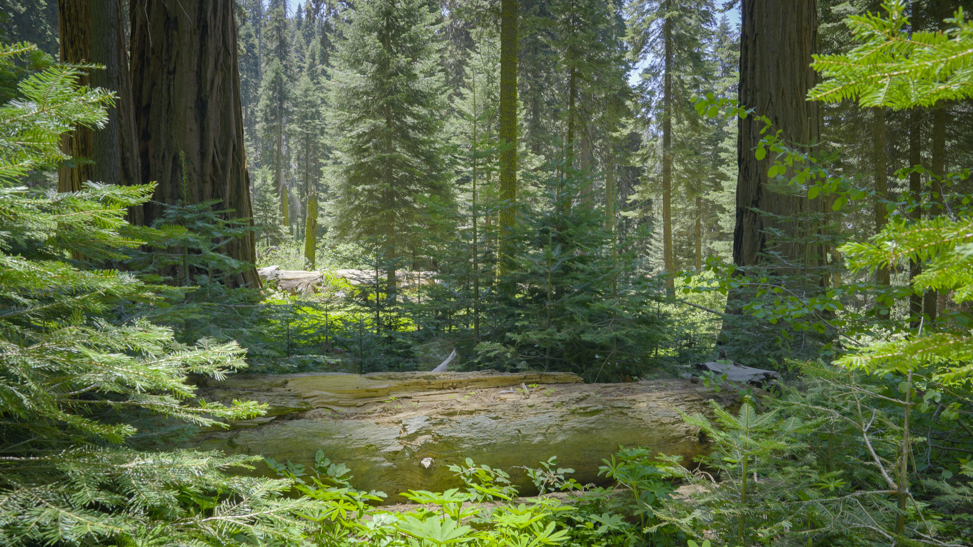 A log has fallen in front three sequoias in an overgrown forest in the Muir Grove.