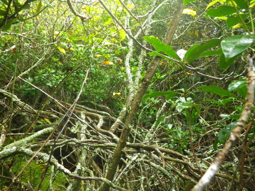 GRSM Accuracy Assessment. Plot Code: GRSM_AA_0428_2