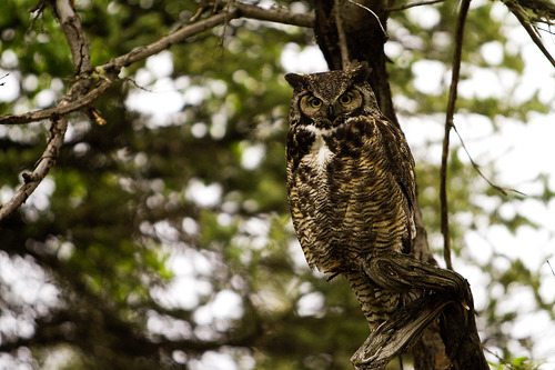 a large owl perched on a skinny tree