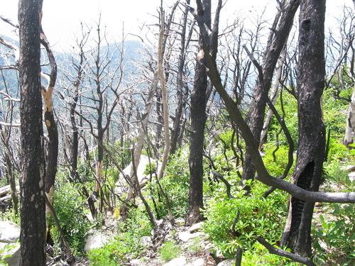 GRSM Accuracy Assessment. Plot Code: GRSM_AA_0840_5