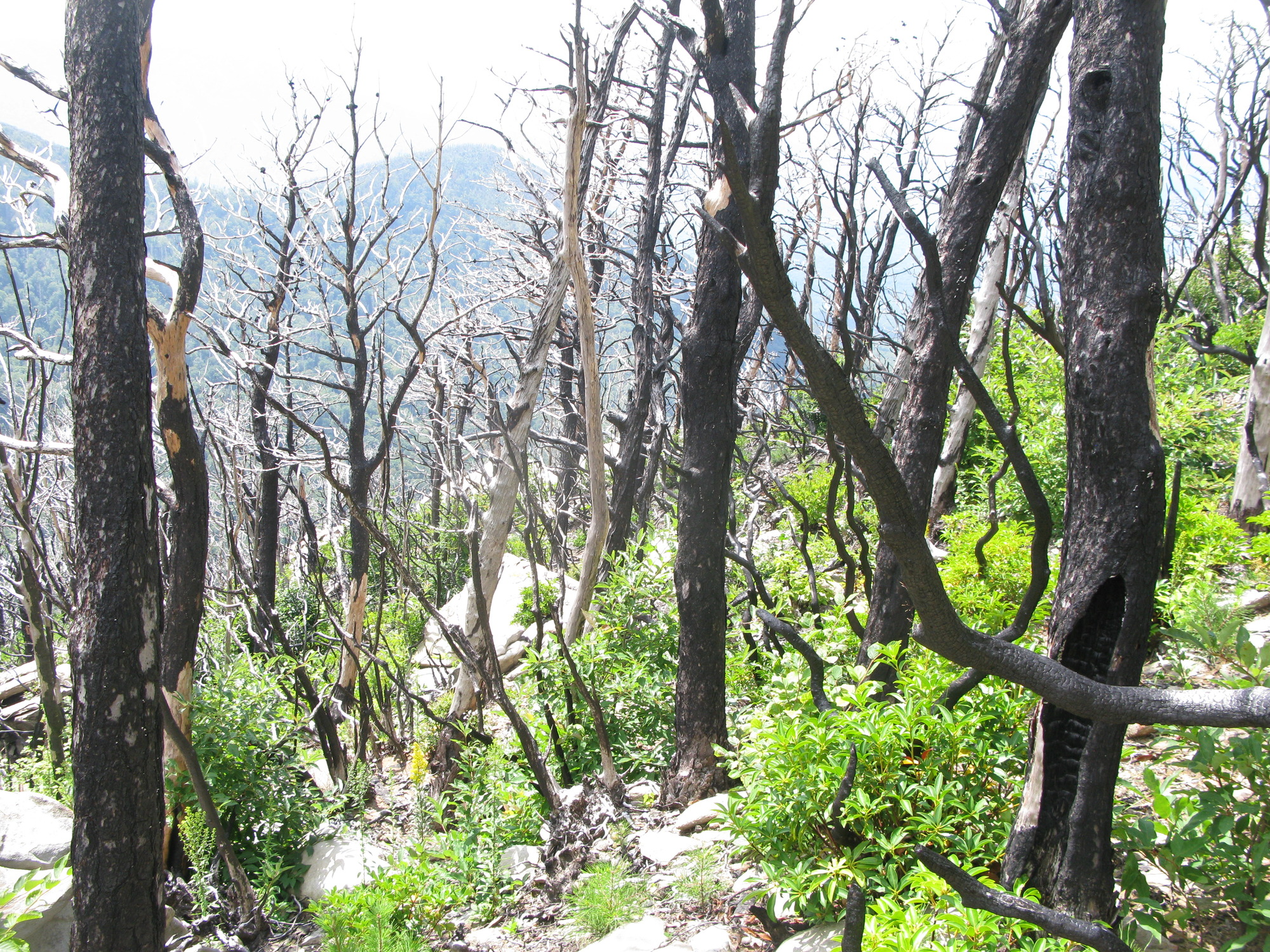 GRSM Accuracy Assessment. Plot Code: GRSM_AA_0840_5