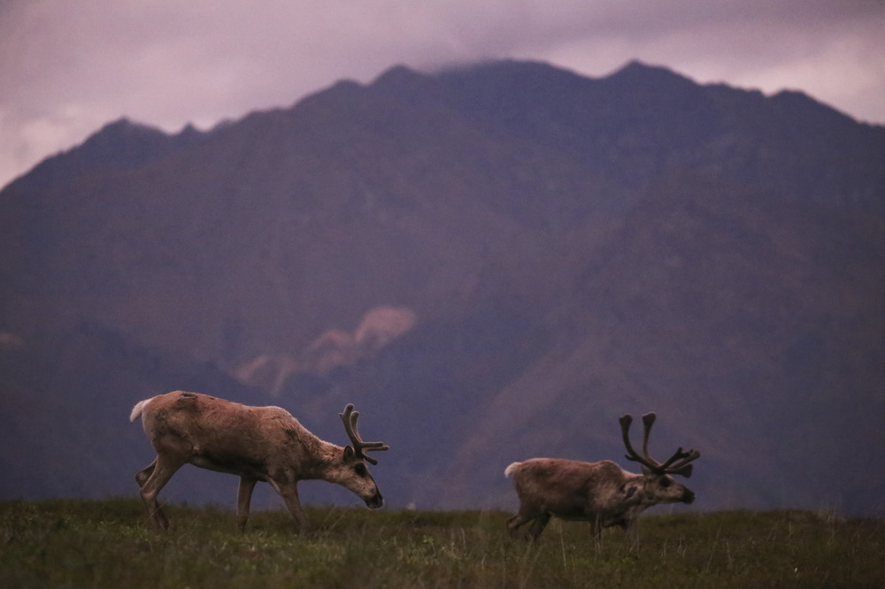 two caribou on a tree-less ridge