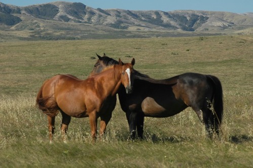 The last two horses on Santa Rosa Island, Sam and Bullet standing together in a field.