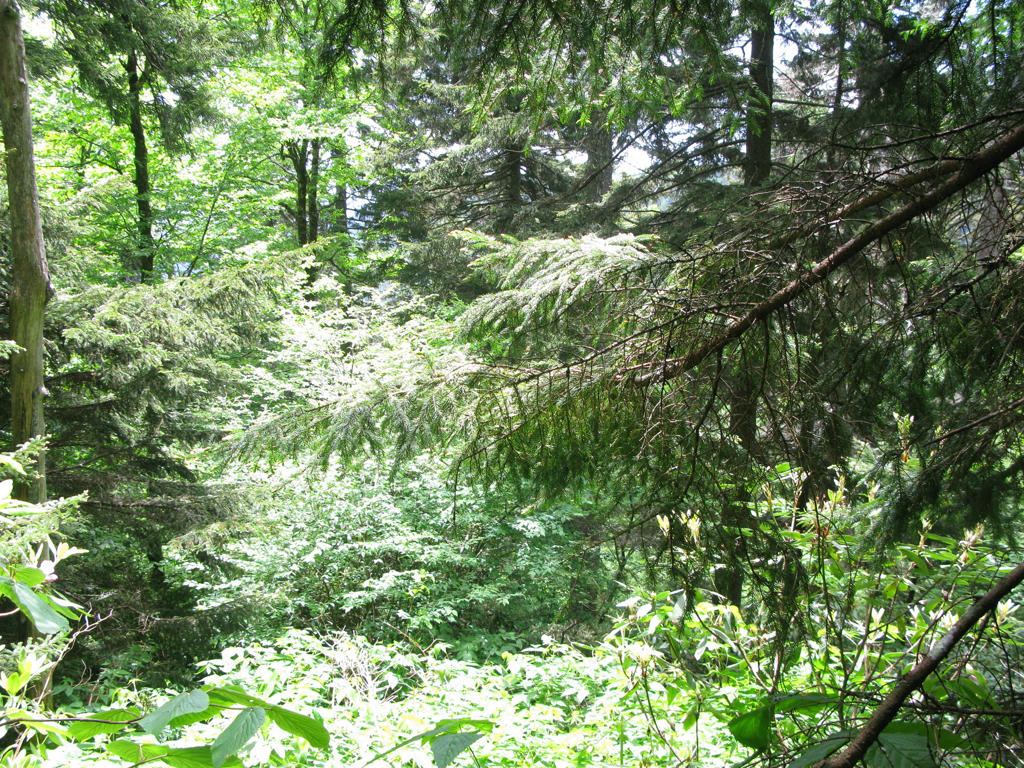 GRSM Accuracy Assessment. Plot Code: GRSM_AA_0084_6