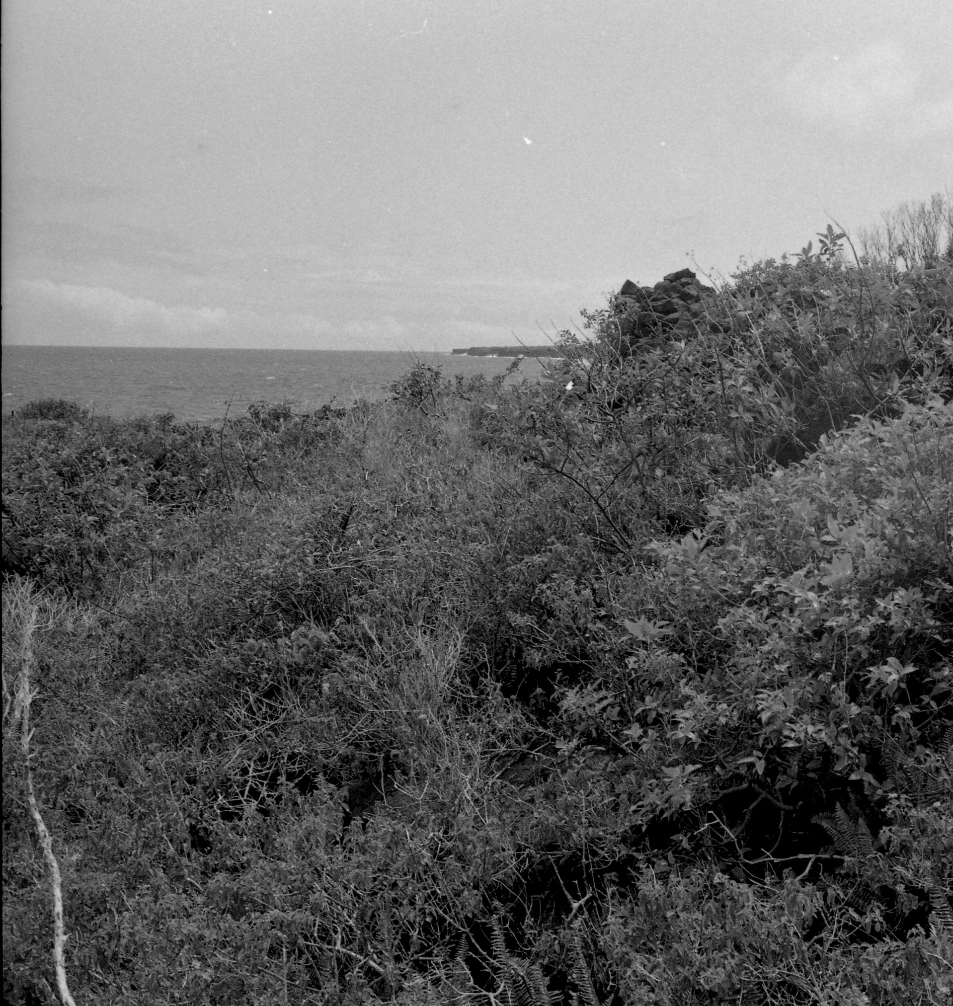 A black and white image of an area of overgrown vegetation along the coastline in Kalapana. The ocean is visible in the top half the image. On the right side of the image close to the top and ocean is a lava rock wall popping out from the vegetation.