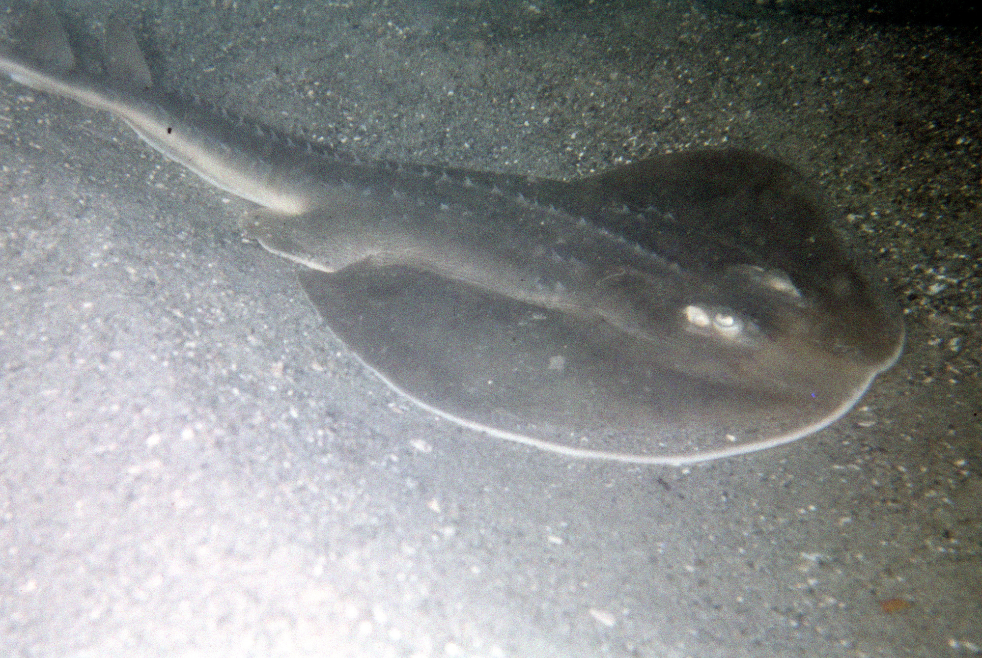 Thornback Ray