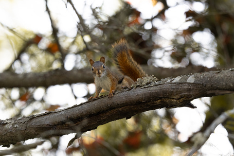 A red squirrel sits on a brown tree branch with green and orange leaves in a blurred background. 
