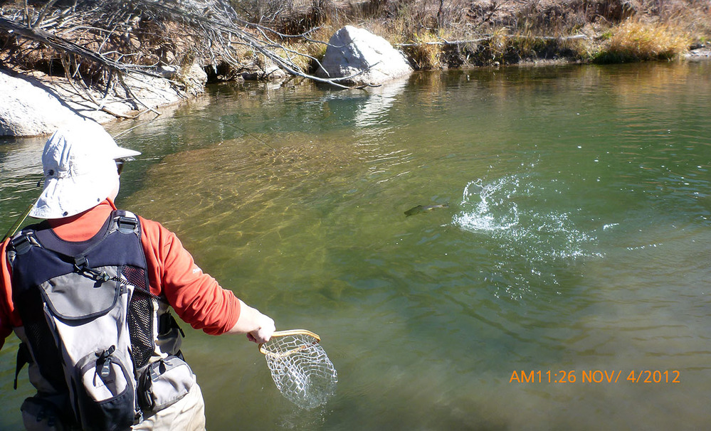 A fisherman with a net in hand ready to capture a fish