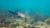 A nurse shark seems weightless and perfectly suited for its marine habitat on the coral reef as it swims in the direction of the camera.