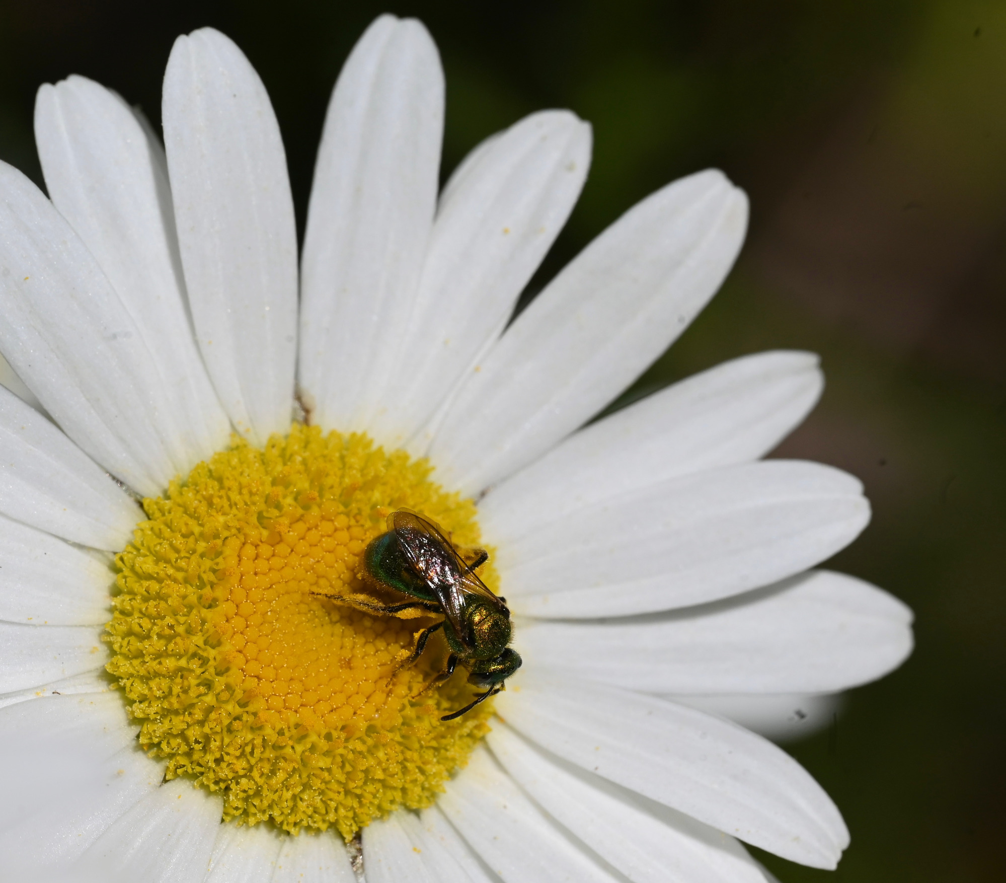 A shiny green bee on a white and yellow flower.