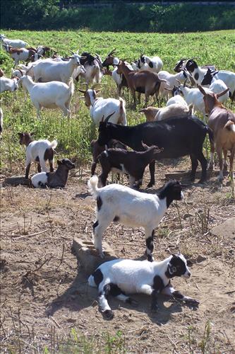 Junior Ranger, Goats and Gobblers, Children With Goats