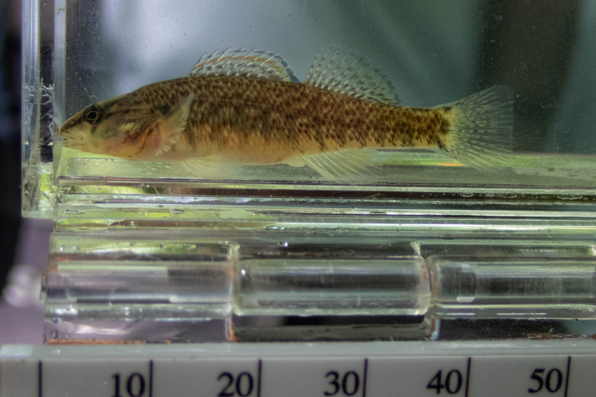 Etheostoma caeruleum (rainbow darter) - full body, adult, female
