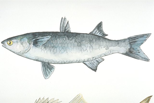 a Bluefish