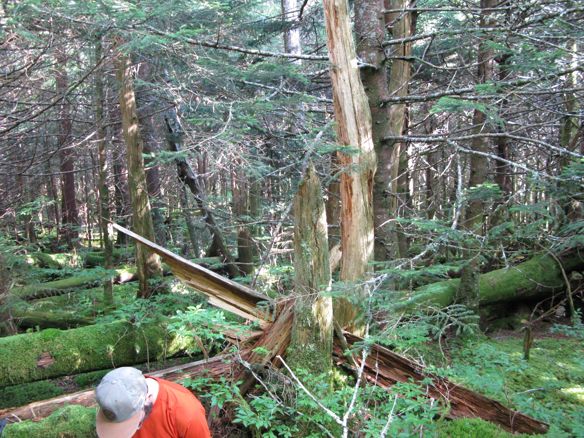 GRSM Accuracy Assessment. Plot Code: GRSM_AA_0786_4