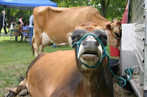 2011 Harvest Day at Lindenwald taken September 17 2011