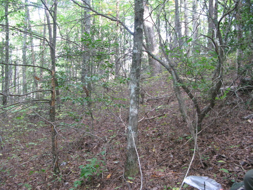 GRSM Accuracy Assessment. Plot Code: GRSM_AA_0451_2