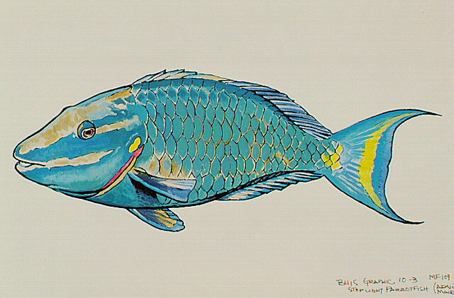 a Stoplight parrotfish, adult male