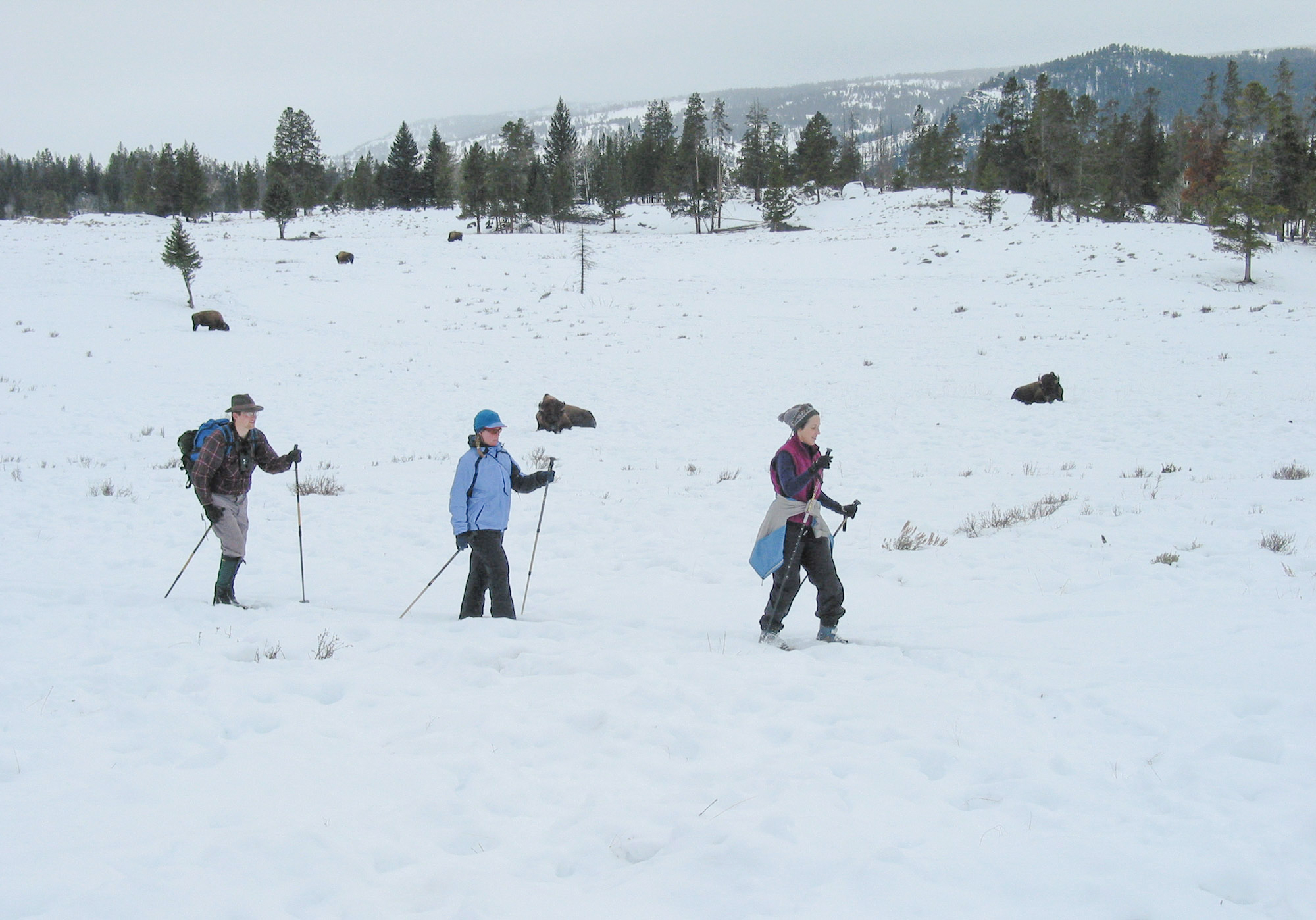 Three skiers skiing across an open meadow with four bison in the background