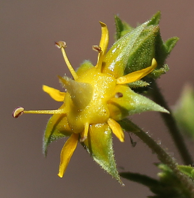 Ivesia sabulosa, Sevier ivesia