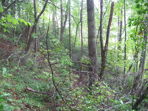 GRSM Accuracy Assessment. Plot Code: GRSM_AA_0212_6