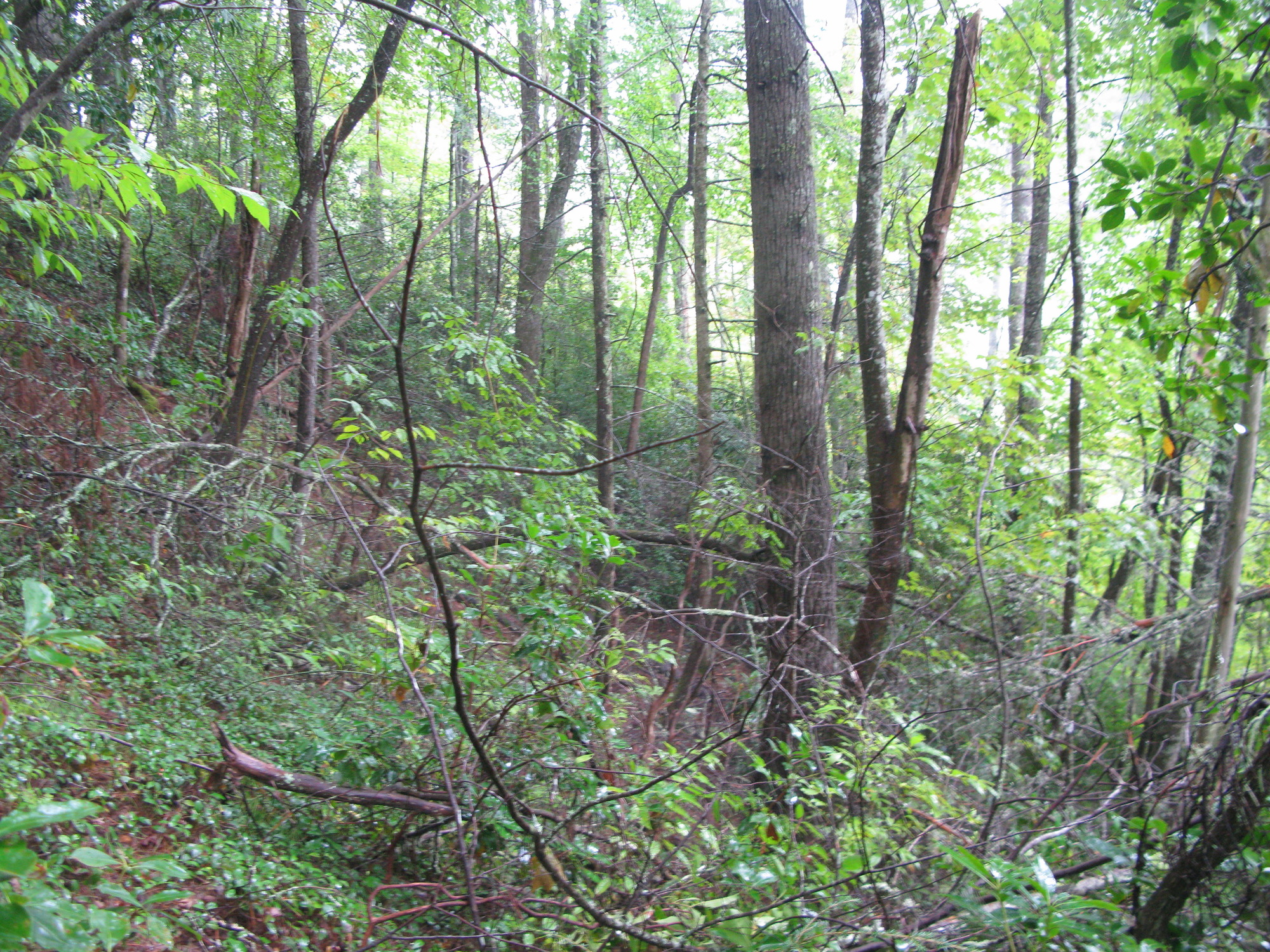 GRSM Accuracy Assessment. Plot Code: GRSM_AA_0212_6