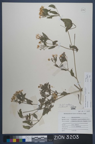 Herbarium Specimen Sheet 3203