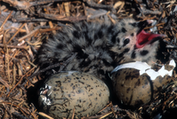Western Gull Chick Hatching