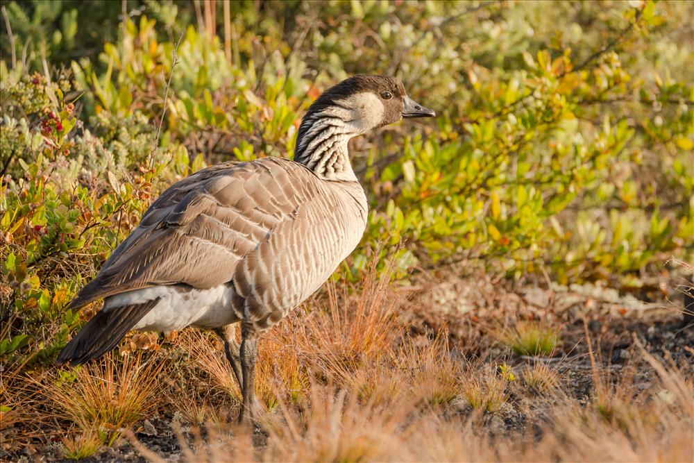 Hawaiian goose, or nene, in a shrubby landscape near the edge of Halema'uma'u Crater