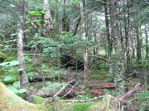 GRSM Accuracy Assessment. Plot Code: GRSM_AA_0566_3