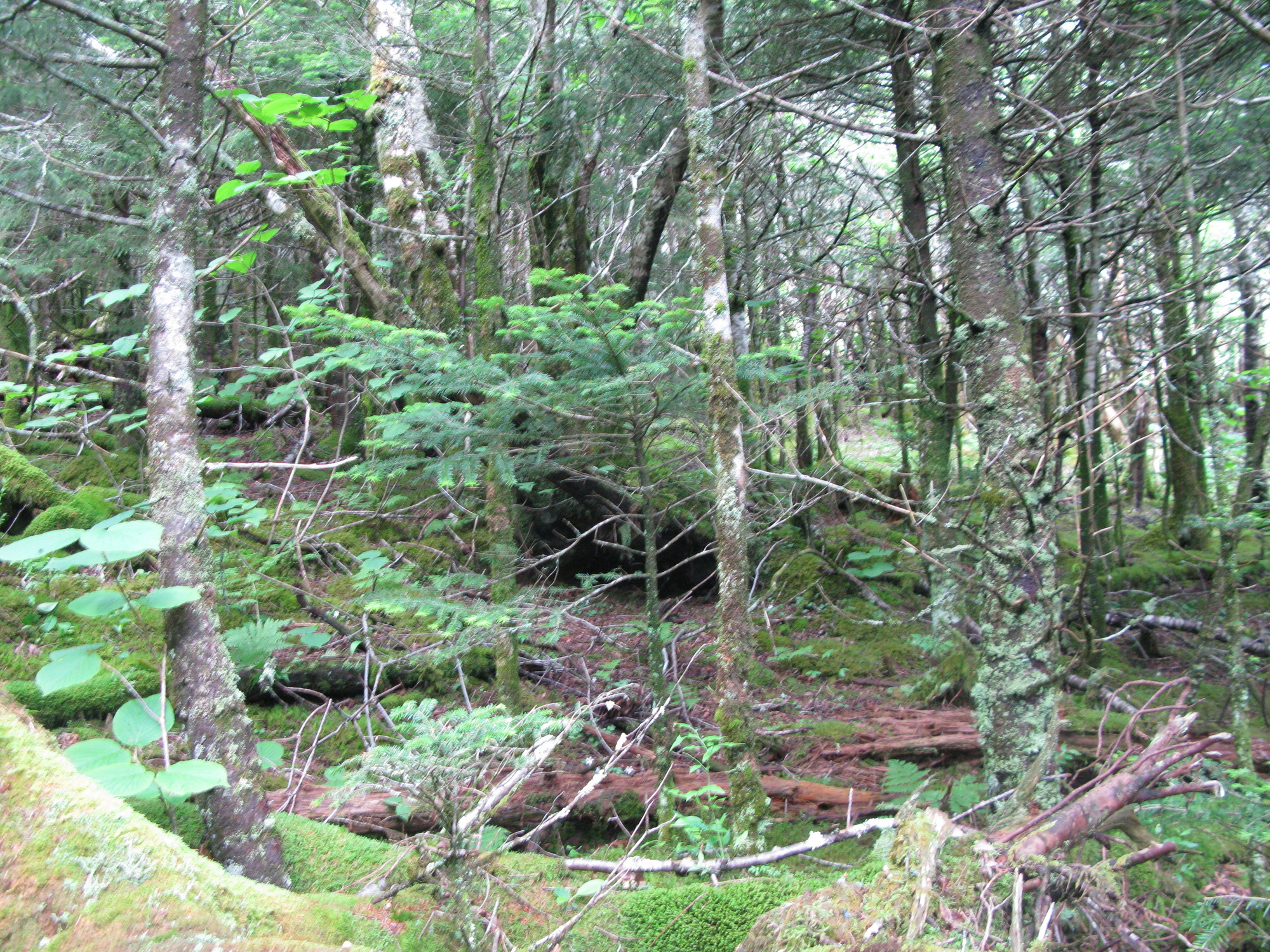 GRSM Accuracy Assessment. Plot Code: GRSM_AA_0566_3