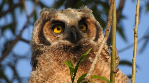 In the center of the photo is a brown and white owl with large yellow eyes and a dark beak. Only its upper half is seen in the framing of the photo. In the right third of the photo in front of the owl are three thin tree branches going upwards. The background of the photo is blurry tree branches and a blue sky.