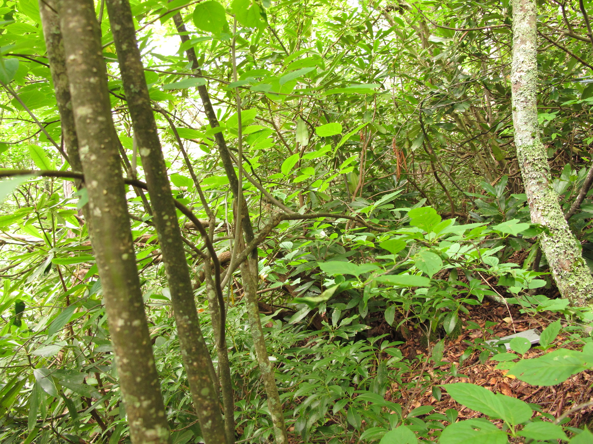 Plot Code: GRSM_AA_0453_5