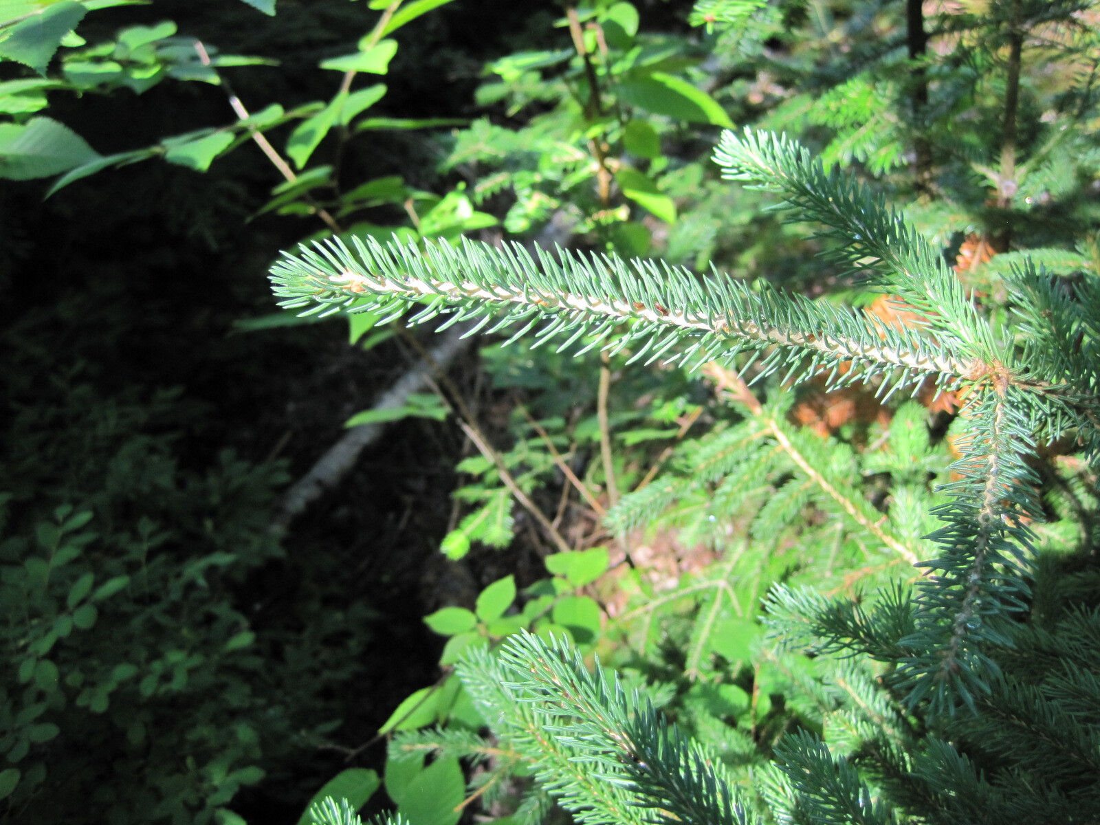 Black Spruce Needles are like a bottle brush