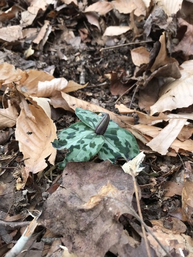 ground plant with mottled green leaves and bud in middle