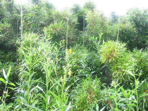 GRSM Accuracy Assessment. Plot Code: GRSM_AA_0537_4