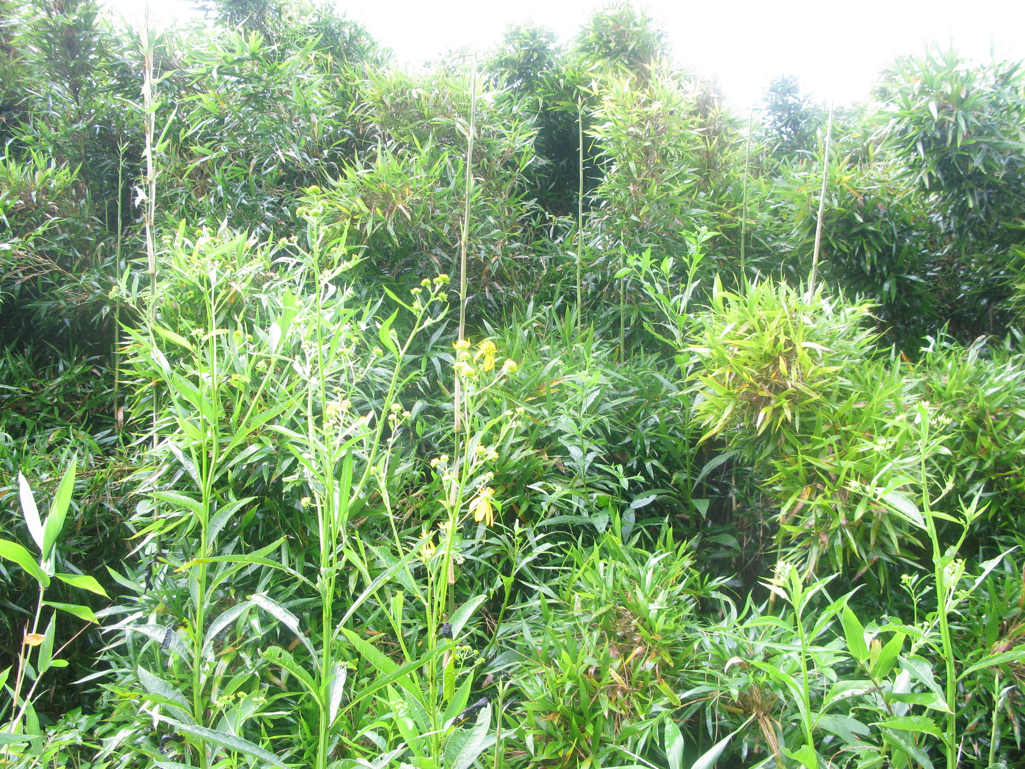 GRSM Accuracy Assessment. Plot Code: GRSM_AA_0537_4