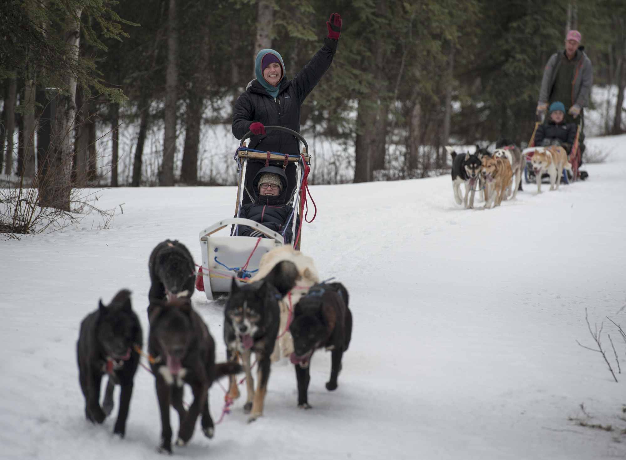 dogs pulling people on sleds