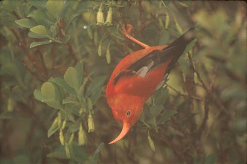 Supporting Images for PMIS#16750 - Mitigate feral animal ingress to protect recovering Haleakala Rainforest